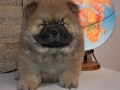 chow-chow-small-1