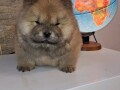 chow-chow-small-0