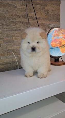 chow-chow-big-3