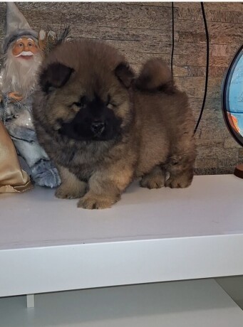 chow-chow-big-2