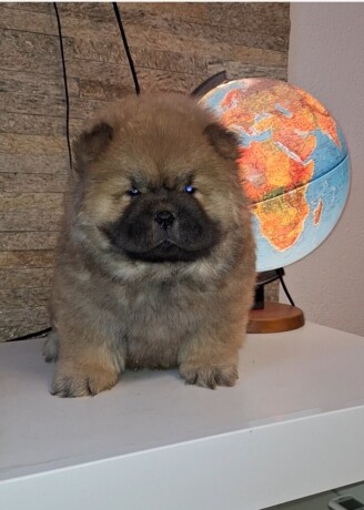 chow-chow-big-1