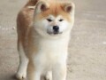 akita-inu-small-1