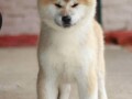 akita-inu-small-2