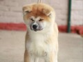 akita-inu-small-3