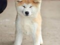 akita-inu-small-0