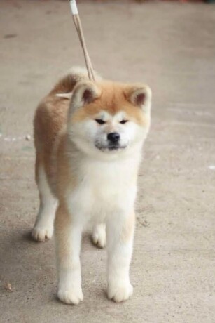 akita-inu-big-1