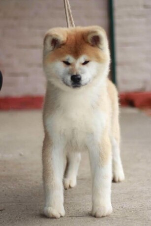 akita-inu-big-2