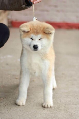 akita-inu-big-0