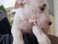 dogo-argentino-stenci-small-1