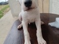 dogo-argentino-stenci-small-3