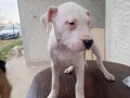 dogo-argentino-stenci-small-0