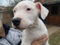 dogo-argentino-stenci-small-2