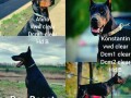 doberman-stenci-small-2