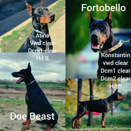 doberman-stenci-big-2