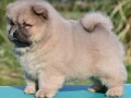 chow-chow-cau-cau-cau-cau-small-1