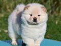 chow-chow-cau-cau-cau-cau-small-3