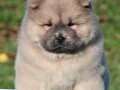 chow-chow-cau-cau-cau-cau-small-0