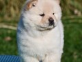 chow-chow-cau-cau-cau-cau-small-4