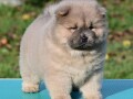 chow-chow-cau-cau-cau-cau-small-2