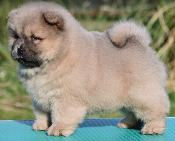 chow-chow-cau-cau-cau-cau-big-1