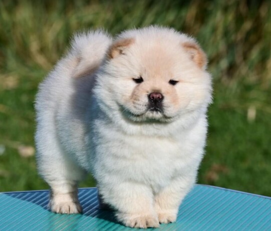 chow-chow-cau-cau-cau-cau-big-3