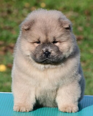 chow-chow-cau-cau-cau-cau-big-0