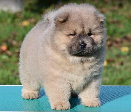 chow-chow-cau-cau-cau-cau-big-2