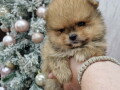 boo-teddy-bear-pomeranci-small-0