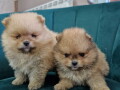 boo-teddy-bear-pomeranci-small-2