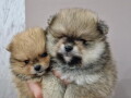 boo-teddy-bear-pomeranci-small-4