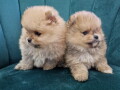 boo-teddy-bear-pomeranci-small-1