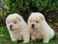 chow-chow-cau-cau-small-3