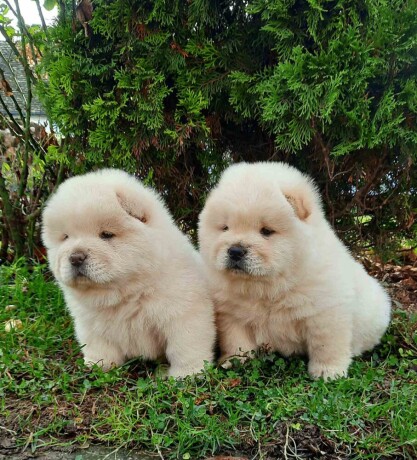 chow-chow-cau-cau-big-3