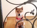 shiba-inu-stenci-small-1