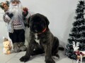 preca-canario-kanarska-doga-stenci-small-2