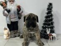 preca-canario-kanarska-doga-stenci-small-0