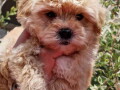 preslatke-bebice-maltipoo-small-1