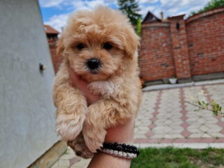 Preslatke bebice MALTIPOO