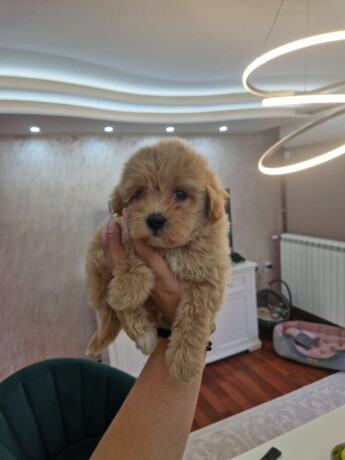 preslatke-bebice-maltipoo-big-2