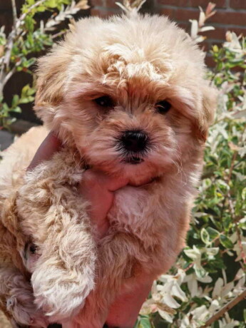 preslatke-bebice-maltipoo-big-1