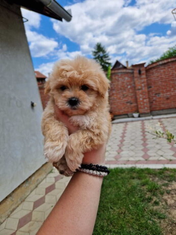 preslatke-bebice-maltipoo-big-0