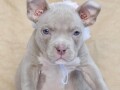 american-bully-pocket-small-4