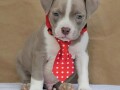 american-bully-pocket-small-0