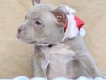 american-bully-pocket-small-3