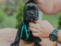 cane-corso-prelepi-stenci-na-prodaju-small-2