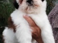 shih-tzu-zensko-stene-small-1