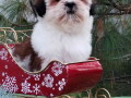 shih-tzu-zensko-stene-small-2