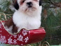 shih-tzu-zensko-stene-small-3