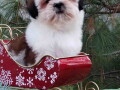 shih-tzu-zensko-stene-small-0