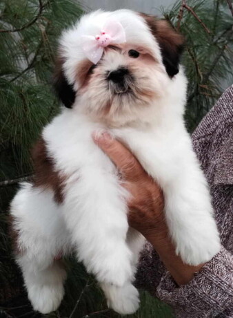 shih-tzu-zensko-stene-big-1